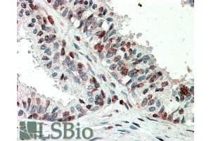 ABIN5539913 (5µg/ml) staining of paraffin embedded Human Prostate. (ZIC3 antibody  (AA 178-189))