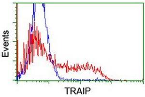 Image no. 1 for anti-TRAF Interacting Protein (TRAIP) (AA 67-313) antibody (ABIN1491633) (TRAIP antibody  (AA 67-313))