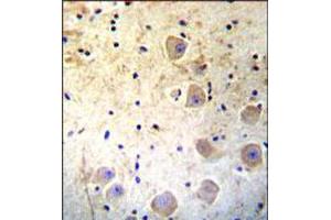 Immunohistochemical staining of formalin fixed and paraffin embedded human brain was performed with KLK6 polyclonal antibody  at 1:10-1:50 dilution followed by indirect peroxidase conjugation with secondary antibody and DAB staining. (Kallikrein 6 antibody  (Internal Region))