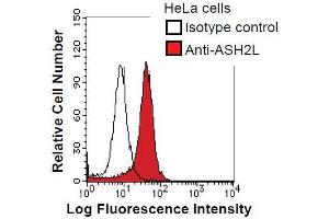 HeLa cells were fixed in 2% paraformaldehyde/PBS and then permeabilized in 90% methanol. (ASH2L antibody)
