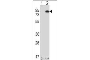 Western blot analysis of HIPK4 (arrow) using rabbit polyclonal HIPK4 Antibody (C-term) (ABIN1882089 and ABIN2841287). (HIPK4 antibody  (C-Term))