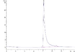 Size-exclusion chromatography-High Pressure Liquid Chromatography (SEC-HPLC) image for Chemokine (C-C Motif) Ligand 2 (CCL2) (AA 24-99) protein (His-Avi Tag) (ABIN7275240)