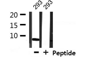 Western blot analysis of extracts from 293, using COX17 Antibody. (COX17 antibody  (N-Term))