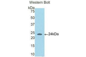 Western Blotting (WB) image for anti-Coiled-Coil Domain Containing 80 (CCD80) (AA 81-258) antibody (ABIN1176790) (CCDC80 antibody  (AA 81-258))