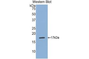 Western Blotting (WB) image for anti-Phospholipase A1 Member A (PLA1A) (AA 148-295) antibody (ABIN1077705) (PLA1A antibody  (AA 148-295))