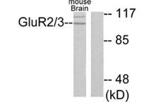Western blot analysis of extracts from mouse brain cells, using mGluR2/3 Antibody.