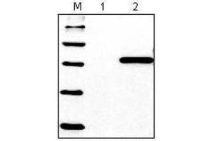 Western Blotting (WB) image for anti-His Tag antibody (ABIN1105141) (His Tag antibody)