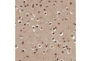 Immunohistochemical staining of human cerebral cortex with AP1GBP1 polyclonal antibody  shows strong nuclear positivity in neuronal cells.