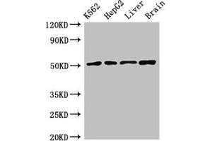 Western Blot Positive WB detected in: K562 whole cell lysate, HepG2 whole cell lysate, Rat liver tissue, Mouse brain tissue All lanes: RUVBL2 antibody at 2. (RUVBL2 antibody  (AA 281-444))