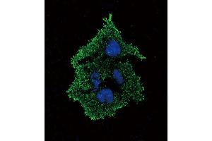 Immunofluorescence (IF) image for anti-Transforming Growth Factor, beta 1 (TGFB1) antibody (ABIN2996680)