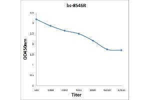 KRIT1 antibody  (AA 631-736)