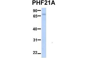 Western Blotting (WB) image for anti-PHD Finger Protein 21A (PHF21A) (N-Term) antibody (ABIN2781018)