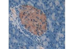 IHC-P analysis of pancreas tissue, with DAB staining. (REG1A antibody  (AA 10-165))