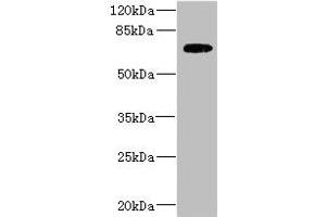 Western blot All lanes: SLC2A13 antibody IgG at 2. (SLC2A13 antibody  (AA 564-648))
