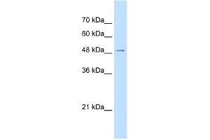 WB Suggested Anti-GPR177 Antibody Titration:  0. (GPR177/WLS antibody  (N-Term))