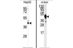 (LEFT) Western blot analysis of IDH1 antibody (Center) in HepG2 cell line lysates (35ug/lane). (Isocitrate Dehydrogenase antibody  (Middle Region))
