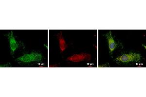 Immunofluorescence (IF) image for anti-Fission 1 (FIS1) (full length) antibody (ABIN2856782)