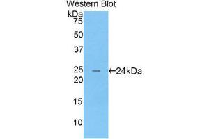 Western Blotting (WB) image for anti-Osteoclast Associated Receptor (OSCAR) (AA 19-220) antibody (ABIN1860104) (OSCAR antibody  (AA 19-220))