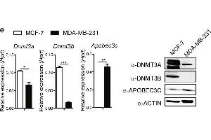 Close association of epigenetic status with Ets1 level. (APOBEC3C antibody  (Center))