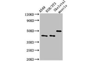 Western Blot Positive WB detected in: A549 whole cell lysate, NIH/3T3 whole cell lysate, Mouse skeletal muscle tissue All lanes: TRIM39 antibody at 3 μg/mL Secondary Goat polyclonal to rabbit IgG at 1/50000 dilution Predicted band size: 60, 57 kDa Observed band size: 45, 50 kDa (TRIM39 antibody  (AA 310-416))