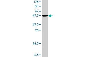 Western Blot detection against Immunogen (52. (QDPR antibody  (AA 1-244))