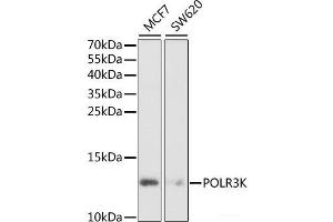 Western blot analysis of extracts of various cell lines using POLR3K Polyclonal Antibody at dilution of 1:1000. (POLR3K antibody)