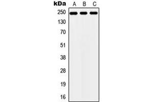 Western blot analysis of ZNF638 expression in HEK293T (A), NIH3T3 (B), H9C2 (C) whole cell lysates.