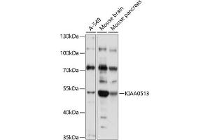 Western blot analysis of extracts of various cell lines, using KI antibody (ABIN7268113) at 1:1000 dilution. (KIAA0513 antibody  (AA 1-301))