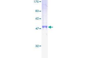 Image no. 1 for CD79b Molecule, Immunoglobulin-Associated beta (CD79B) (AA 1-229) protein (GST tag) (ABIN1348702) (CD79b Protein (AA 1-229) (GST tag))