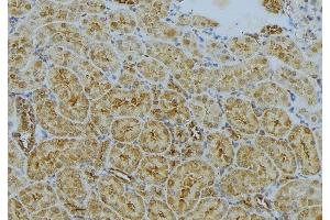 ABIN6272992 at 1/100 staining Mouse kidney tissue by IHC-P.