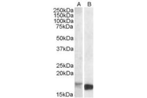 Image no. 1 for anti-Peripheral-Type Benzodiazepine Receptor (TSPO) (C-Term) antibody (ABIN375121) (TSPO antibody  (C-Term))