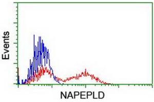 HEK293T cells transfected with either RC209877 overexpress plasmid (Red) or empty vector control plasmid (Blue) were immunostained by anti-NAPEPLD antibody (ABIN2455241), and then analyzed by flow cytometry. (NAPEPLD antibody)