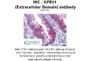 Image no. 1 for anti-G Protein-Coupled Receptor 31 (GPR31) (2nd Extracellular Domain) antibody (ABIN1735056)