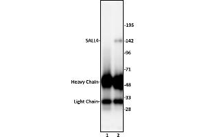 SALL4 antibody (pAb) tested by Immunoprecipitation. (SALL4 antibody  (N-Term))
