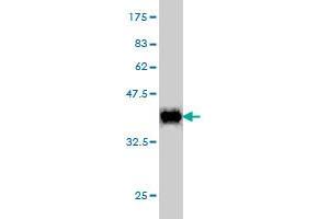 Western Blot detection against Immunogen (36. (POLR2I antibody  (AA 26-125))