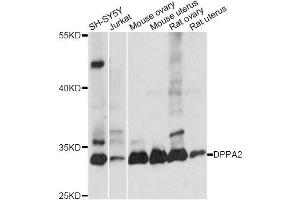 Western blot analysis of extracts of various cell lines, using DPPA2 antibody (ABIN6292031) at 1:1000 dilution.