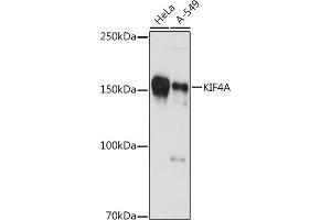 Western blot analysis of extracts of various cell lines, using KIF4A antibody (ABIN7268134) at 1:1000 dilution. (KIF4A antibody)