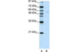 Western Blotting (WB) image for anti-Grainyhead-Like 3 (GRHL3) antibody (ABIN2461910) (GRHL3 antibody)