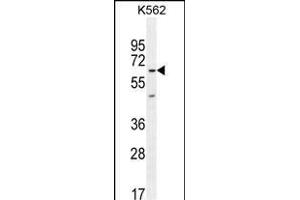 KBTBD5 Antibody (Center) (ABIN654387 and ABIN2844133) western blot analysis in K562 cell line lysates (35 μg/lane).