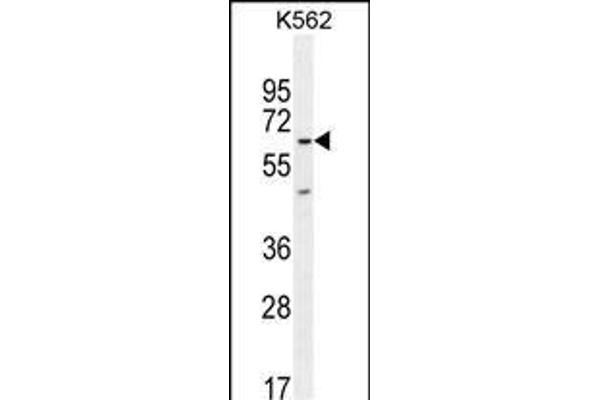 KBTBD5 抗体  (AA 349-377)