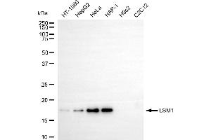 Western blotting analysis using LSM1 antibody (ABIN7799285). (LSM1 antibody)