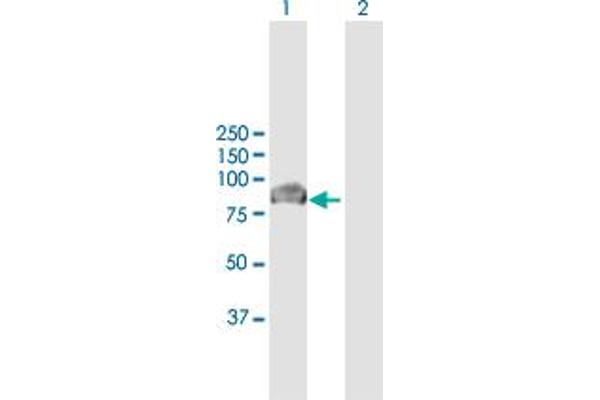 Vasn antibody  (AA 1-673)