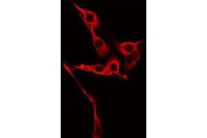 ABIN6275764 staining Hela by IF/ICC. (FGFBP2 antibody  (C-Term))