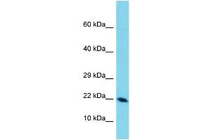 Western Blotting (WB) image for anti-Defensin, beta 129 (DEFB129) (C-Term) antibody (ABIN2787687) (DEFB129 antibody  (C-Term))