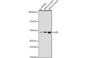 Western blot analysis of extracts of various cell lines, using LIS1 antibody (ABIN7269401) at 1:1000 dilution. (PAFAH1B1 antibody)