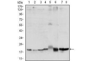 Western blot analysis using SKP1 mouse mAb against Hela (1), NIH/3T3 (2), A431 (3), RAJI (4), PC-12 (5), Cos7 (6), MCF-7 (7) and HepG2 (8) cell lysate. (SKP1 antibody)