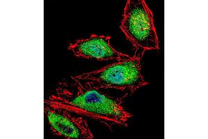 Fluorescent confocal image of Hela cell stained with RUNX3 Antibody . (RUNX3 antibody  (AA 168-197))