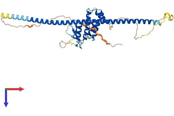 RAB3IL1 Protein (AA 1-382) (His tag)