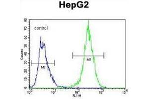 Flow cytometric analysis of HepG2 cells (right histogram) compared to a negative control cell (left histogram) using MRFAP1L1 Antibody , followed by FITC-conjugated goat-anti-rabbit secondary antibodies. (MRFAP1L1 antibody  (Middle Region))