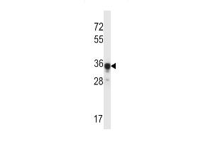 ABHD4 Antibody (Center) (ABIN657593 and ABIN2846594) western blot analysis in mouse kidney tissue lysates (35 μg/lane). (ABHD4 antibody  (AA 98-127))